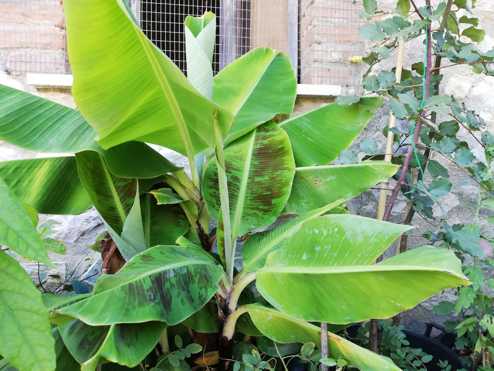 Questa pianta ama il sole diretto e fiorisce per tutta l’estate Questa pianta ama il sole diretto e fiorisce per tutta l’estate